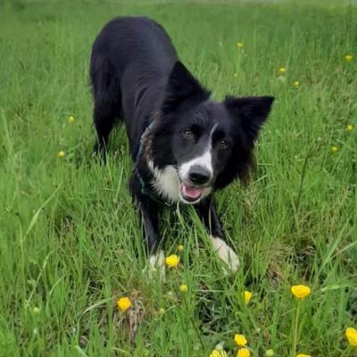 Soda - Border Collie