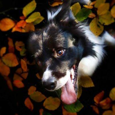 Oreo dans les feuilles 1