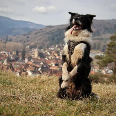 Oreo sur les hauteurs de Villé. © Tous droits réservés – SCHUHLER Adrien